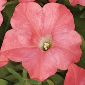 петуния ампельная гибридная            Petunia х hibrida